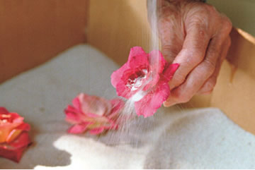 Bloemen drogen met silicagel